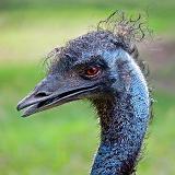 Emu Closeup_06128